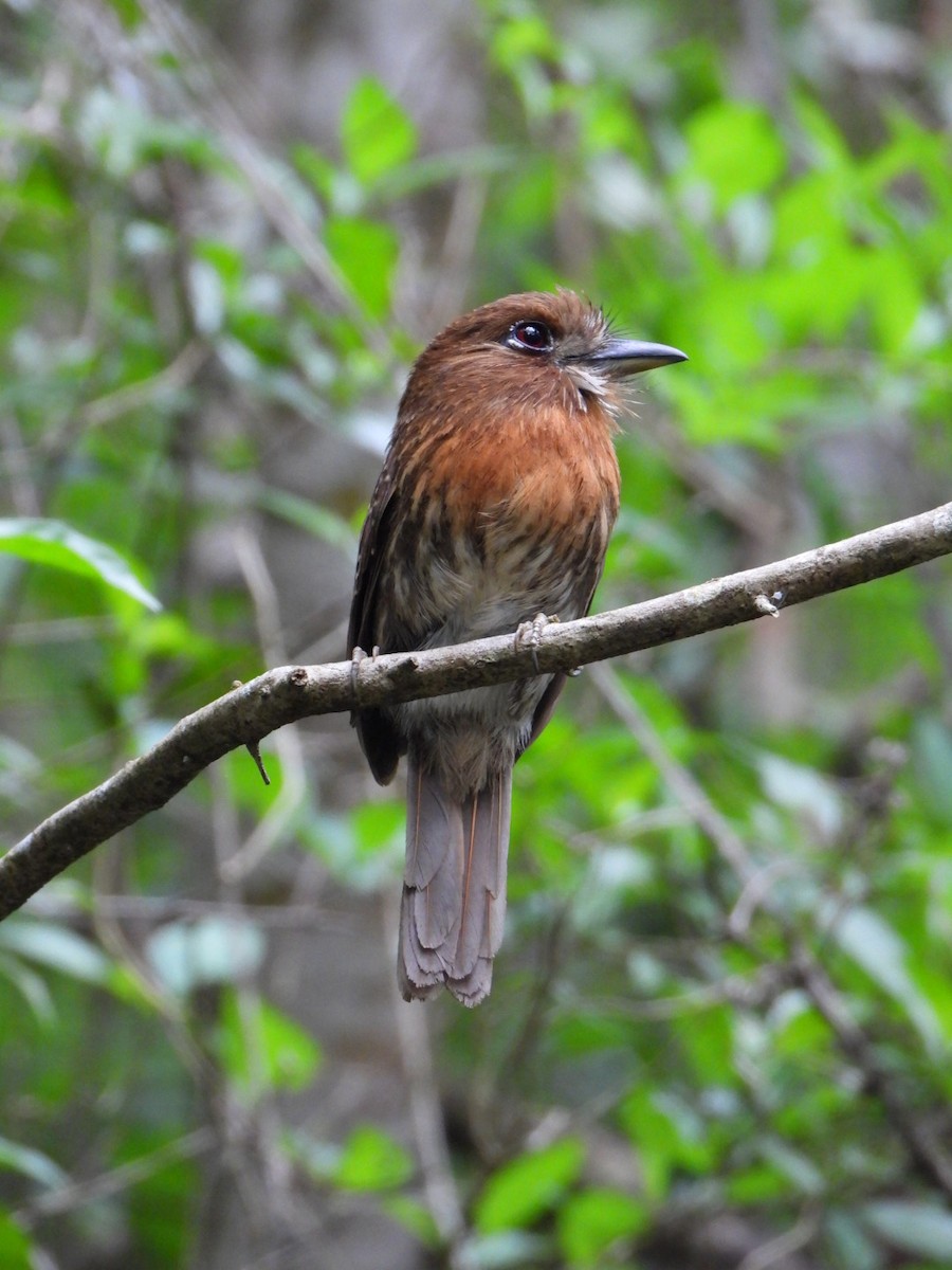Moustached Puffbird - ML637517947
