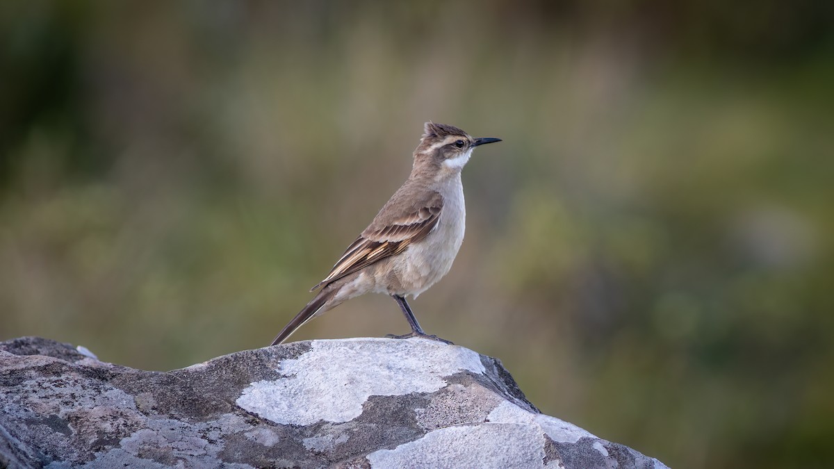 Long-tailed Cinclodes (Long-tailed) - ML637517948