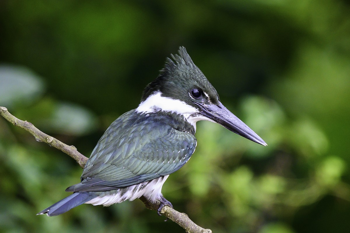 Amazon Kingfisher - ML637517950
