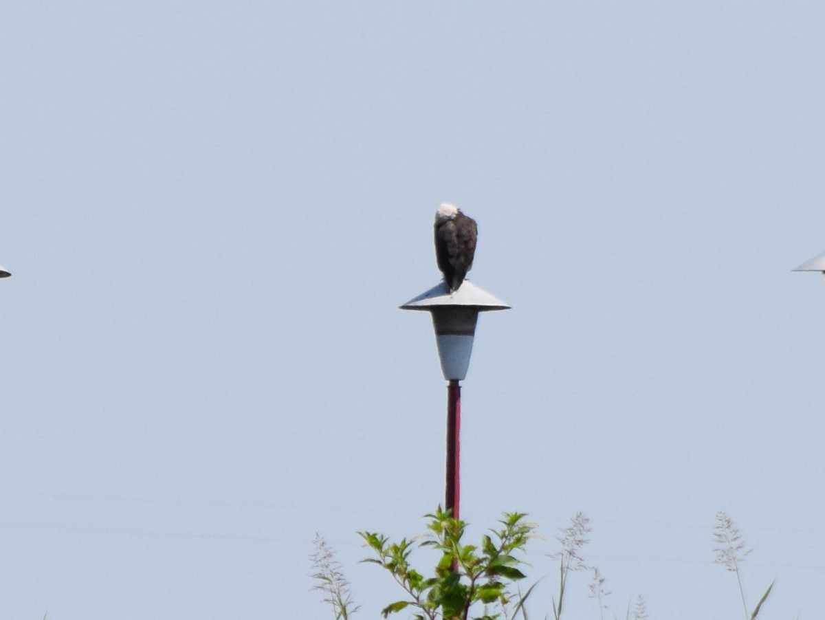 Bald Eagle - ML637517963