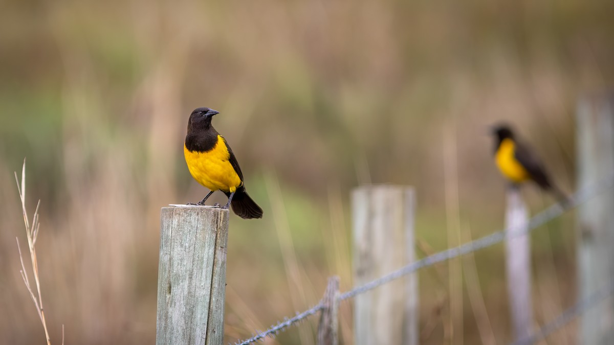Yellow-rumped Marshbird - ML637517966