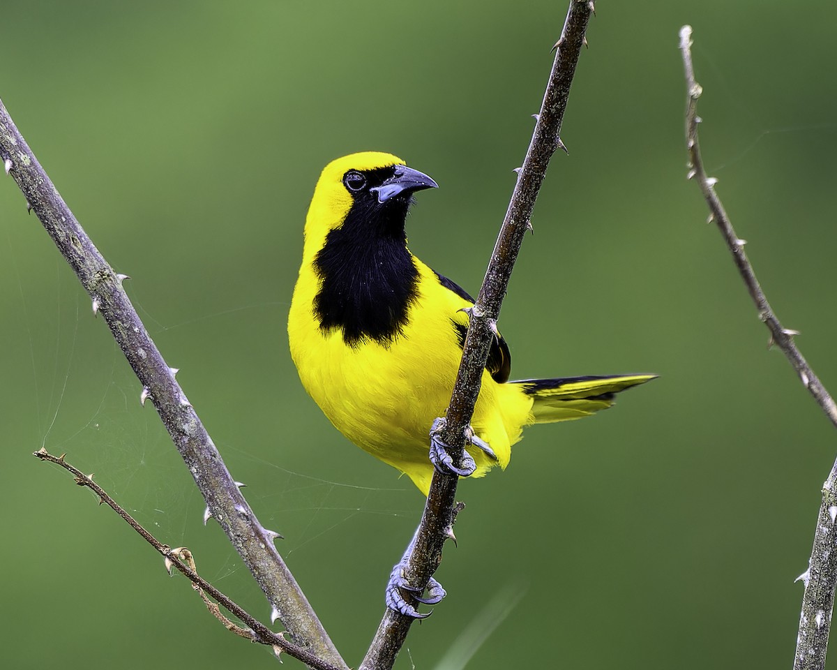 Yellow-tailed Oriole - ML637518000