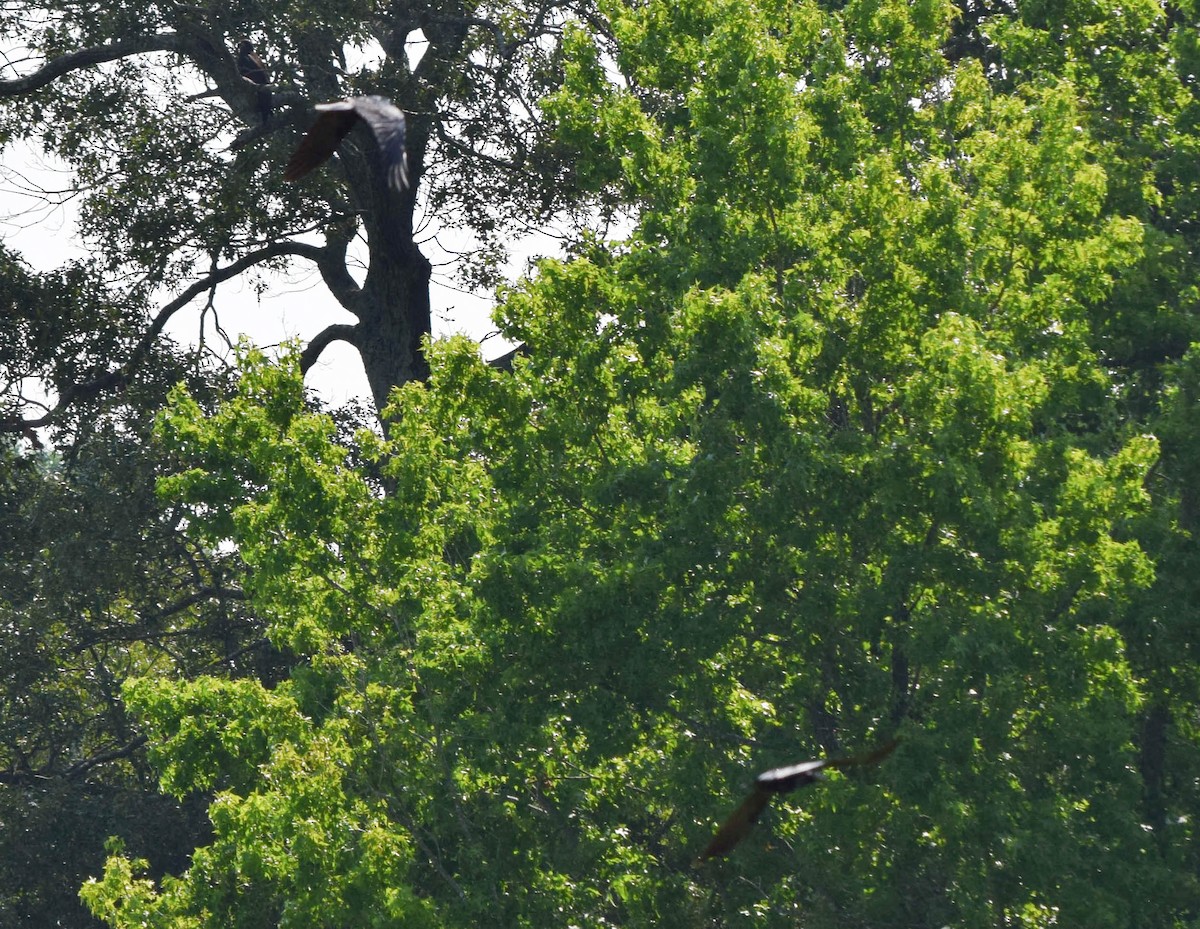 Fish Crow - ML637518006
