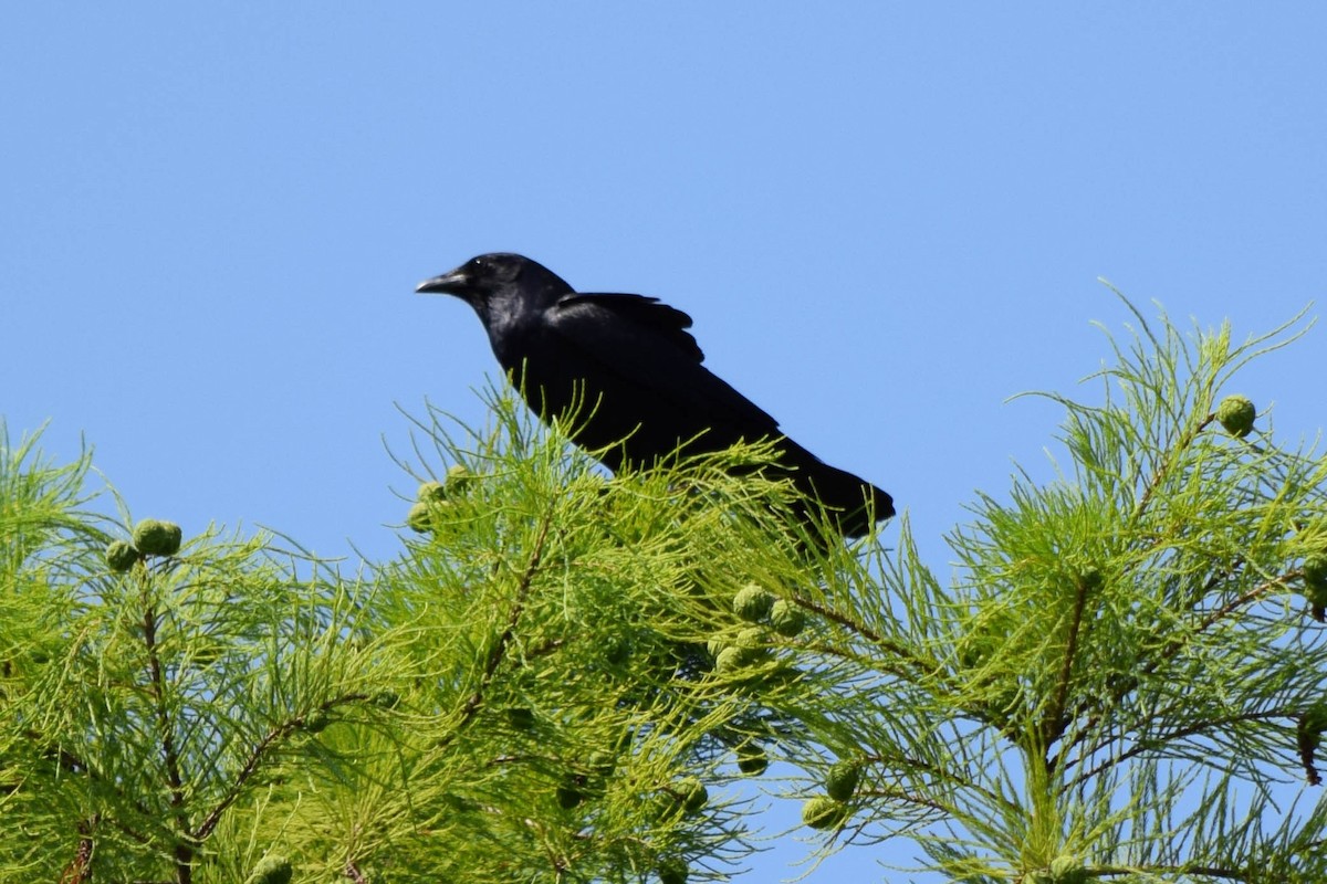 Fish Crow - ML637518008