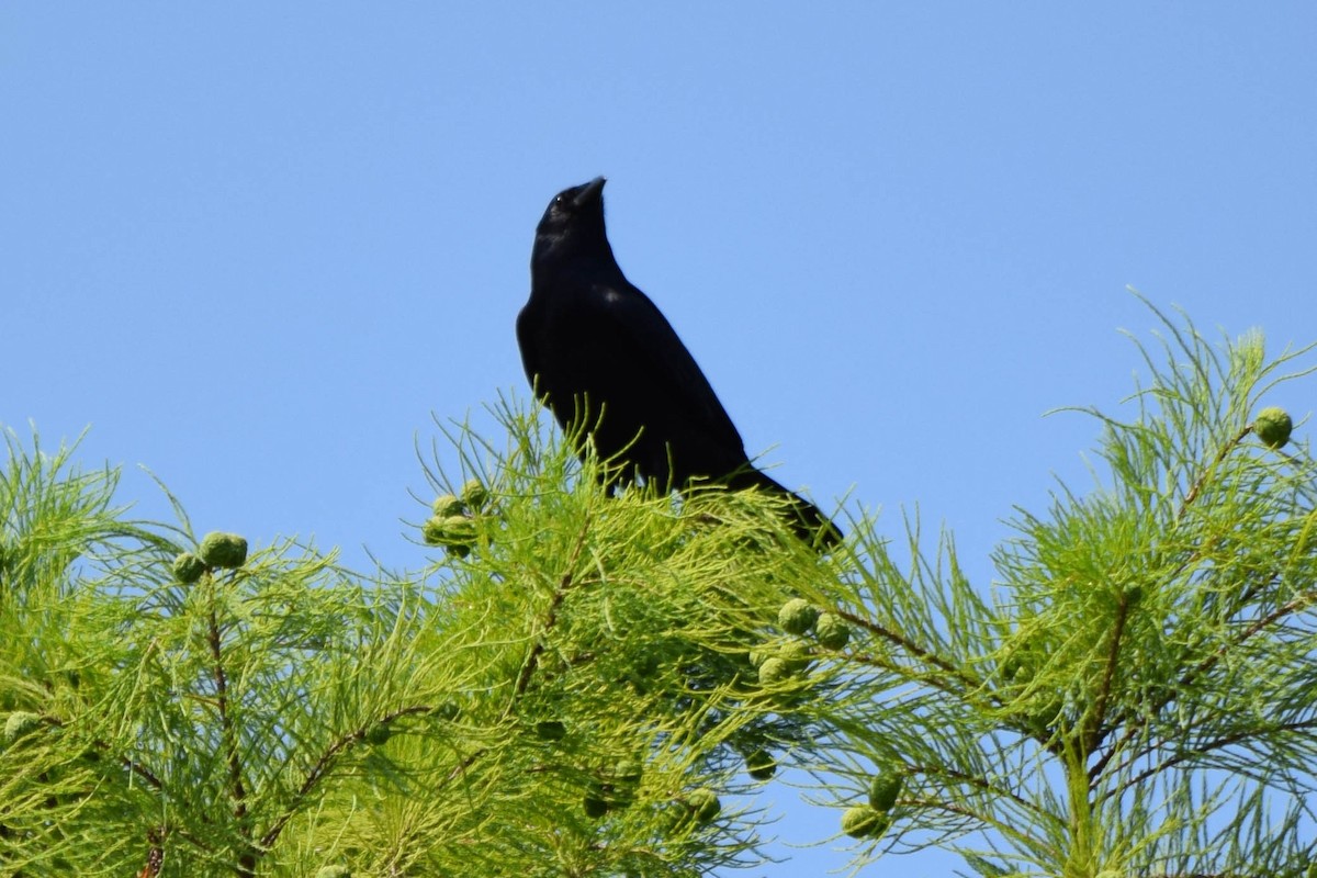 Fish Crow - ML637518012