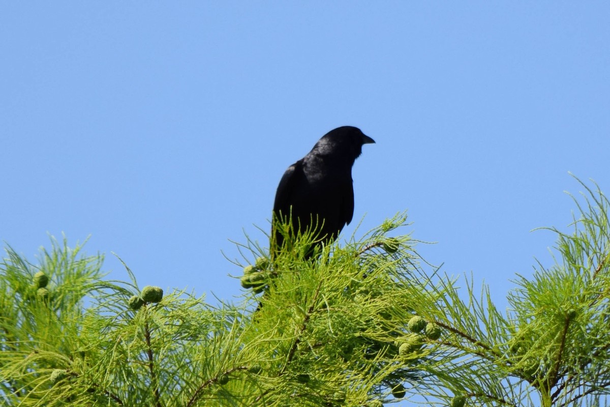 Fish Crow - ML637518015