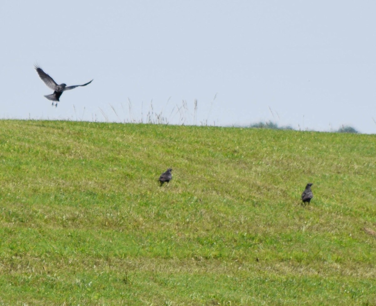 Fish Crow - ML637518017