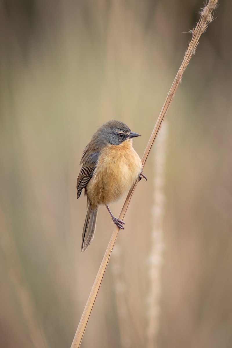 Long-tailed Reed Finch - ML637518020