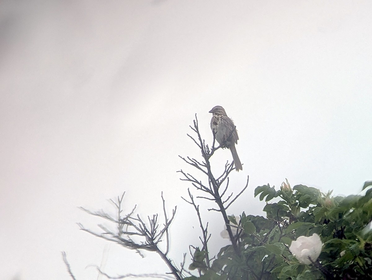 Song Sparrow - ML637518069