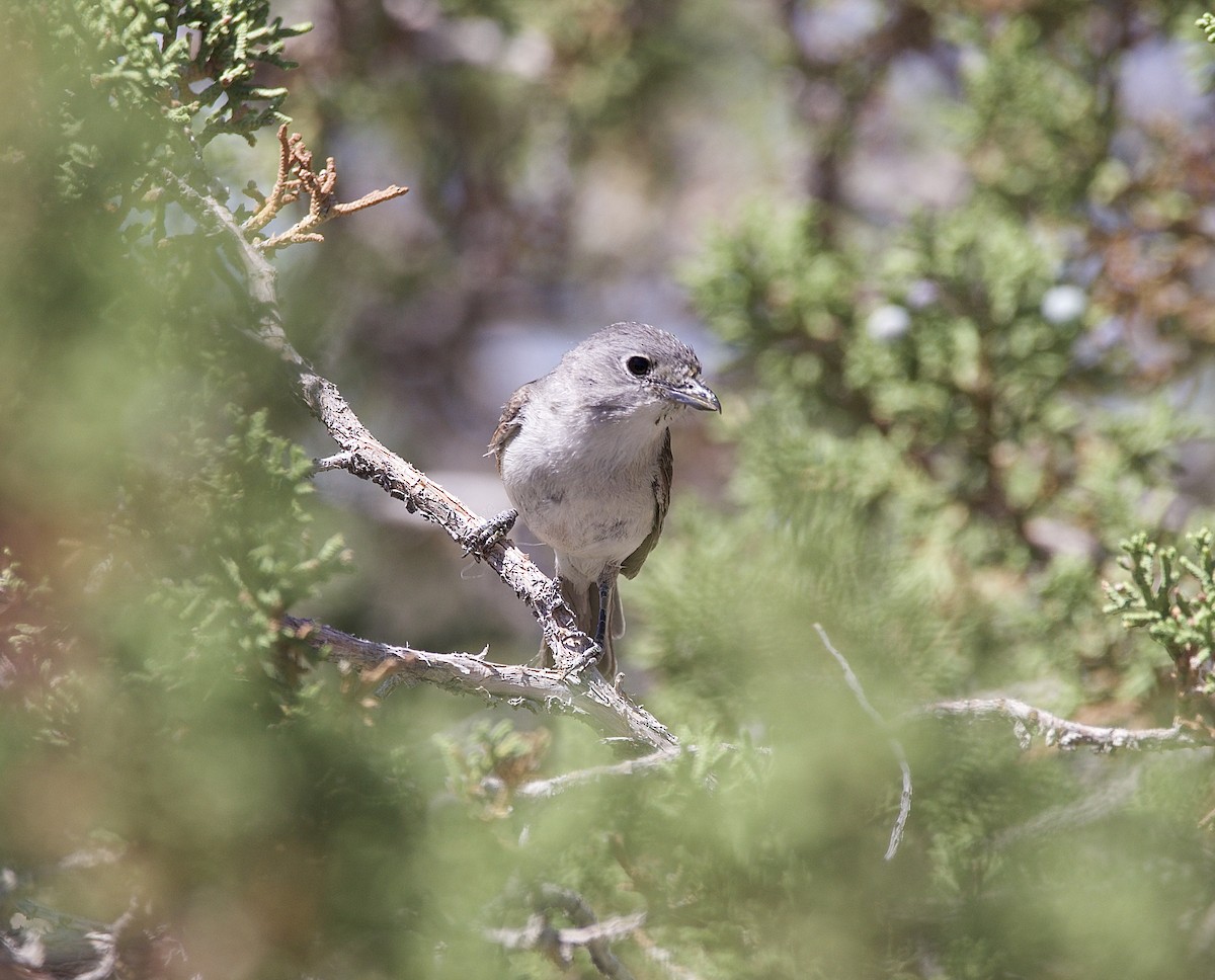 Gray Vireo - ML637518071