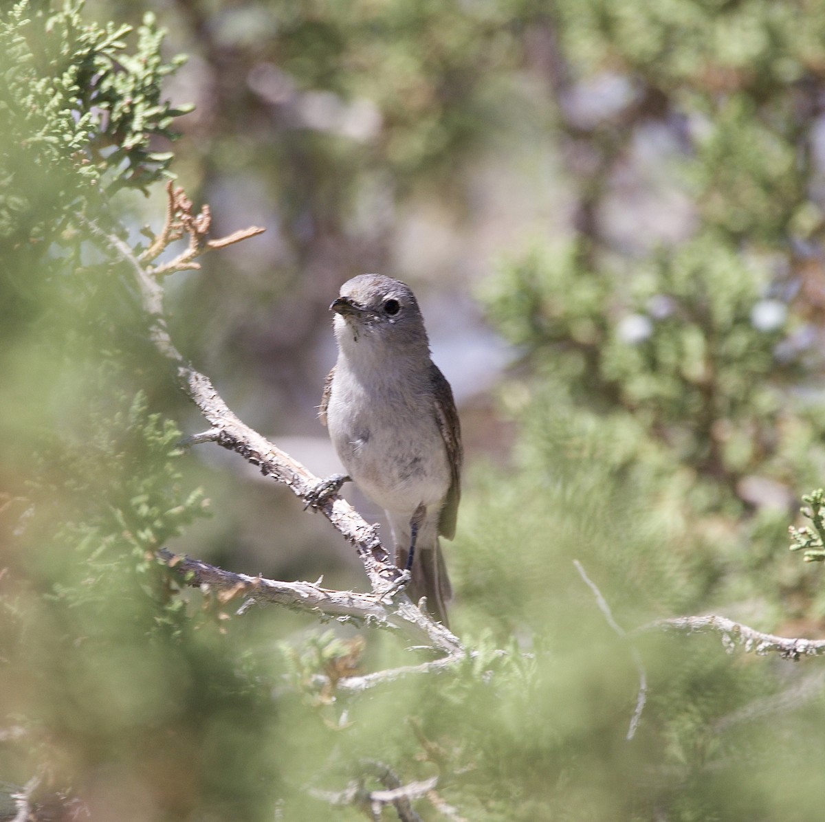 Gray Vireo - ML637518072