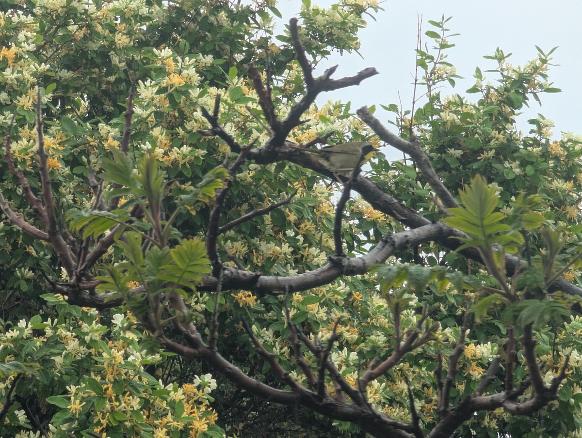 Common Yellowthroat - ML637518073