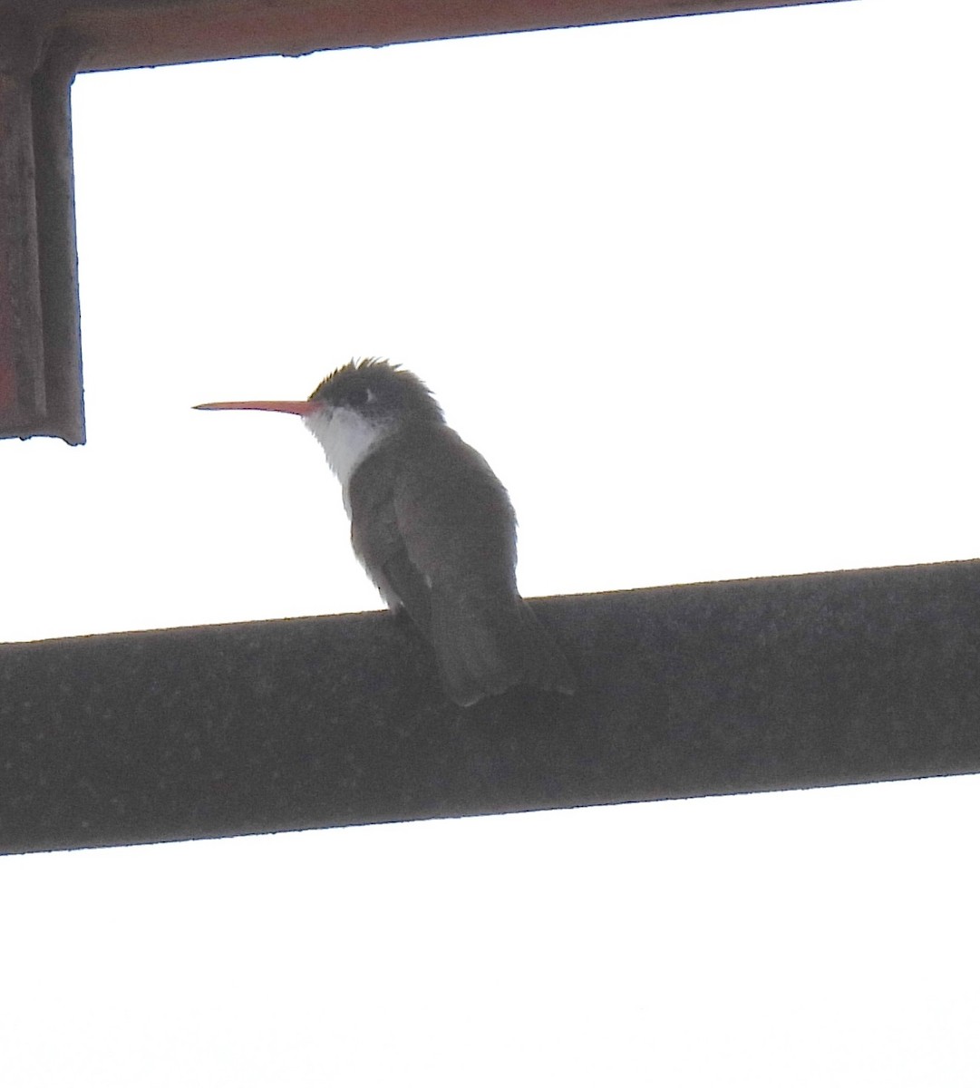 Violet-crowned Hummingbird - ML637518084