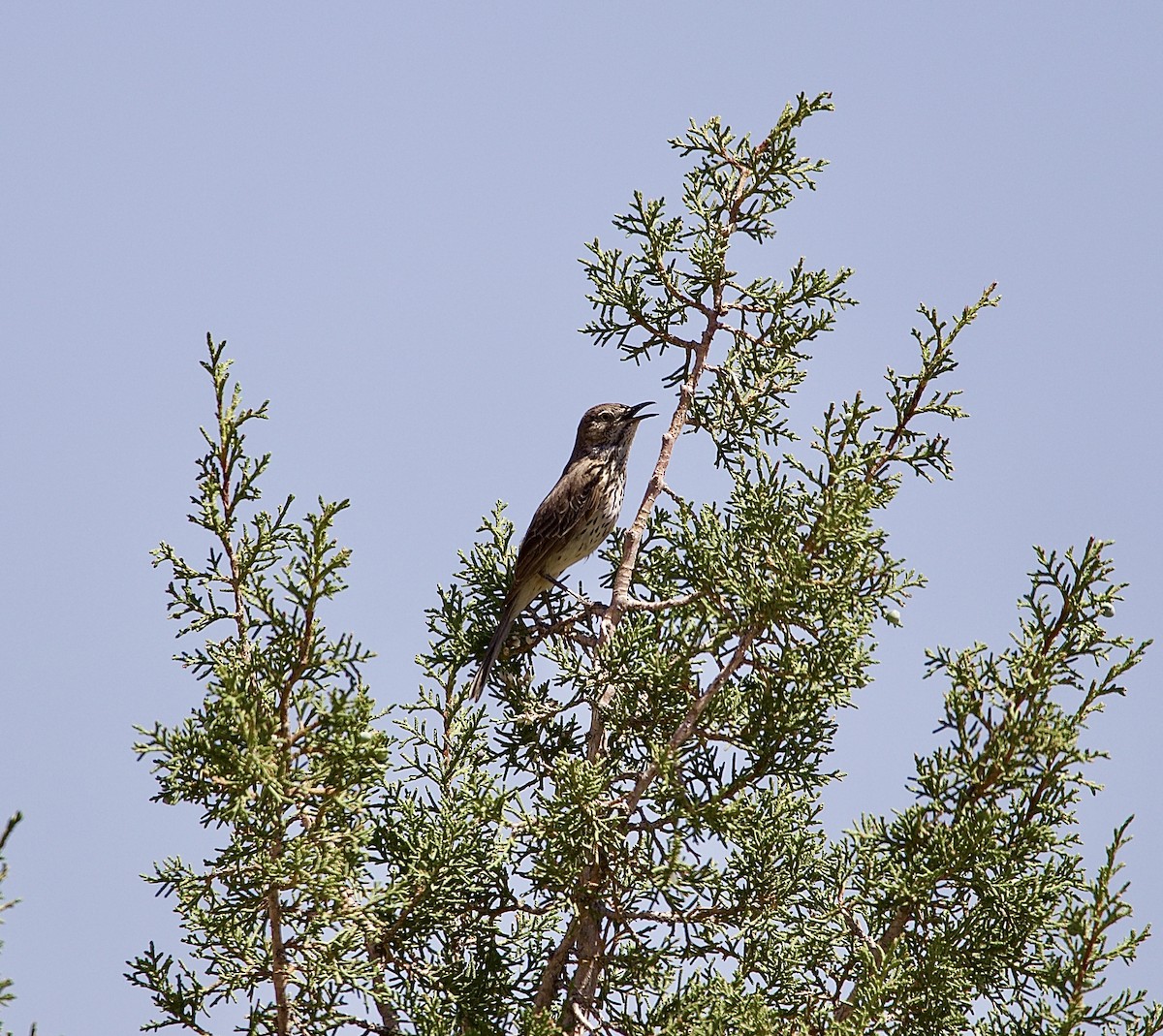 Sage Thrasher - ML637518089
