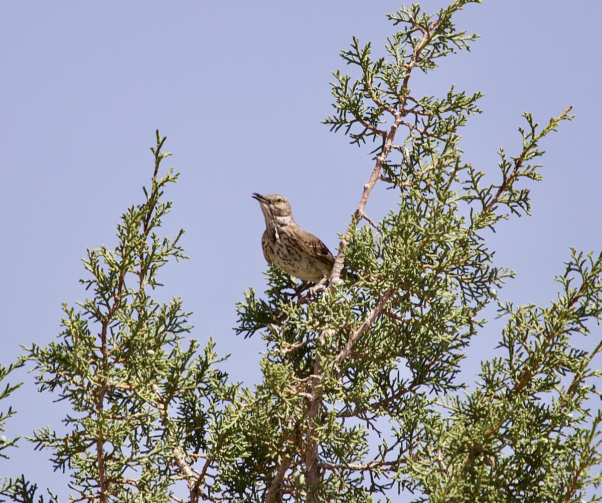Sage Thrasher - ML637518090