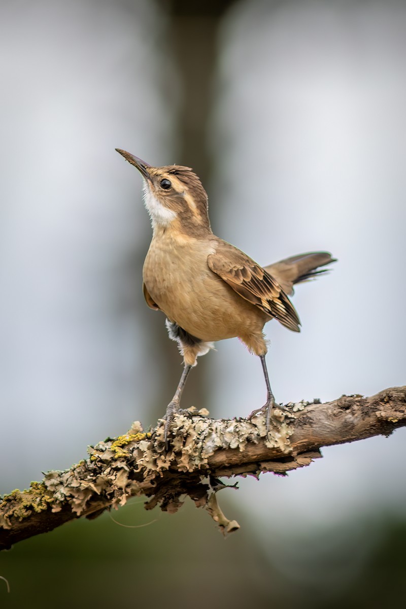 Long-tailed Cinclodes (Long-tailed) - ML637518095