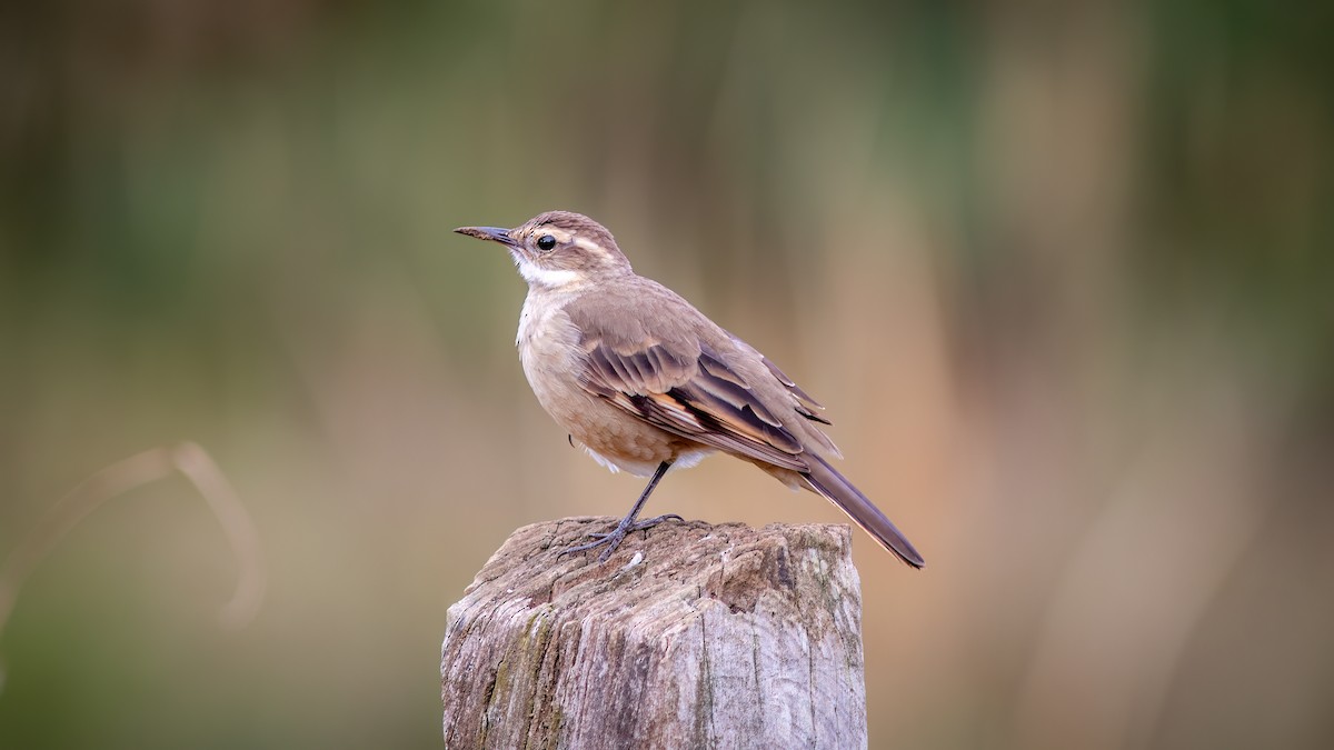 Long-tailed Cinclodes (Long-tailed) - ML637518096