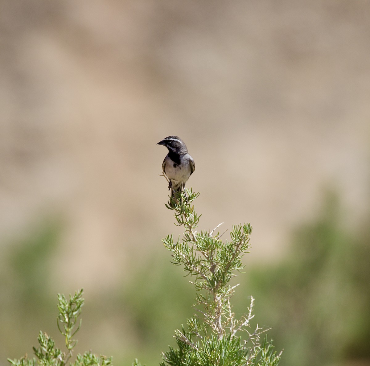 Black-throated Sparrow - ML637518101