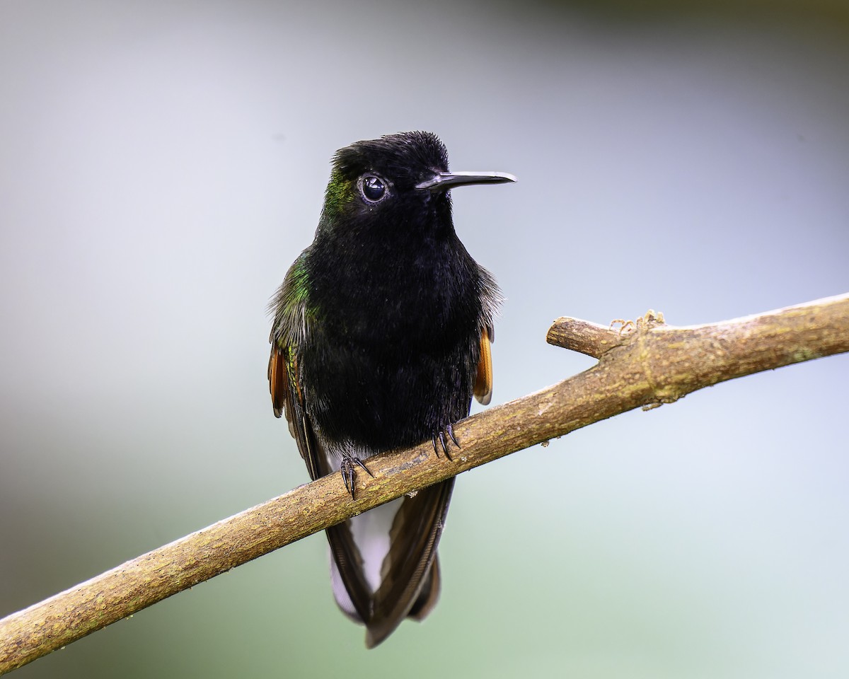 Black-bellied Hummingbird - ML637518115