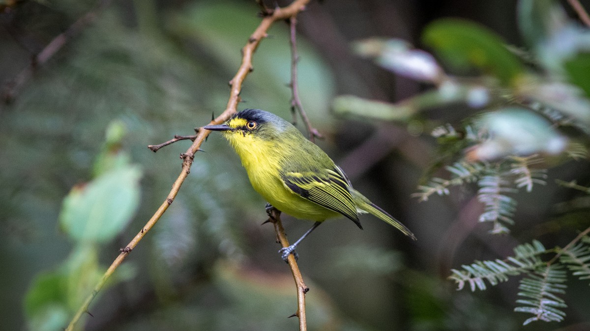 Gray-headed Tody-Flycatcher - ML637518228