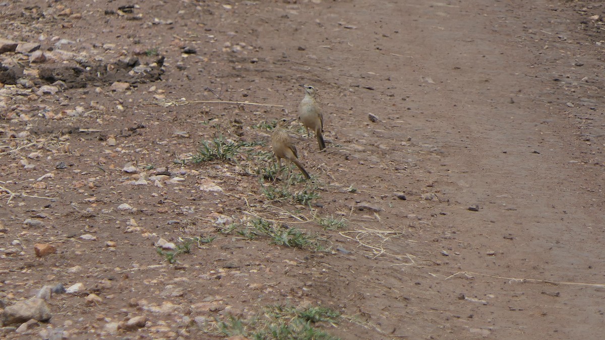 Plain-backed Pipit - ML637518264