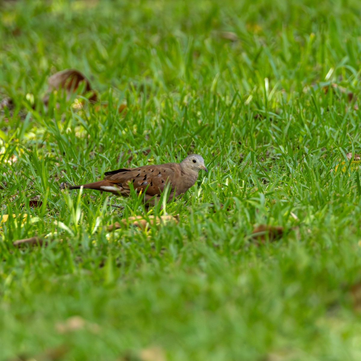 Ruddy Ground Dove - ML637518322