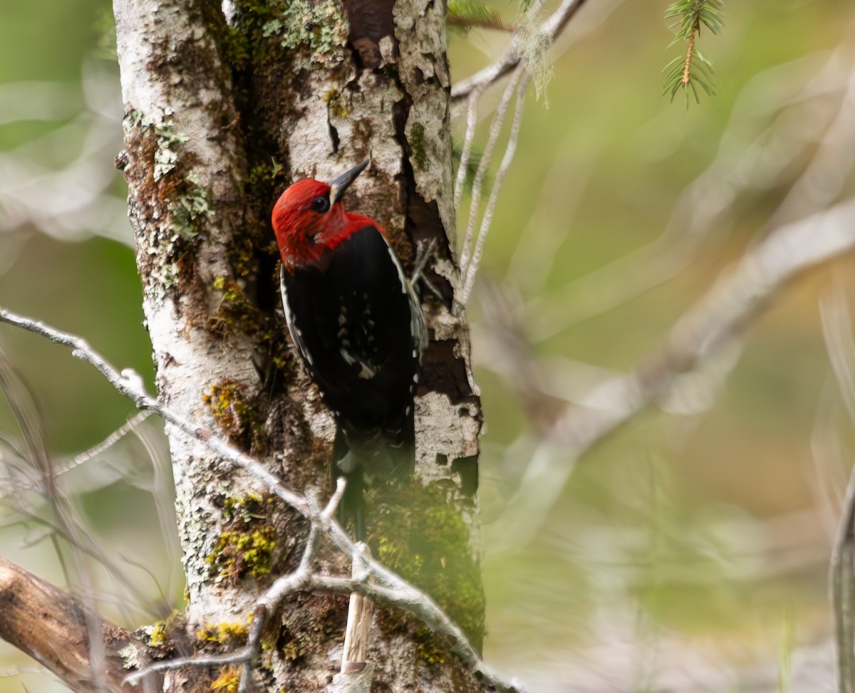 Red-breasted Sapsucker - ML637518330