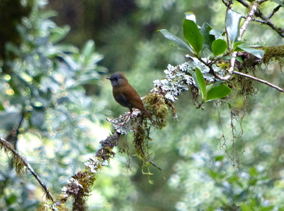 Black-billed Nightingale-Thrush - ML637518359