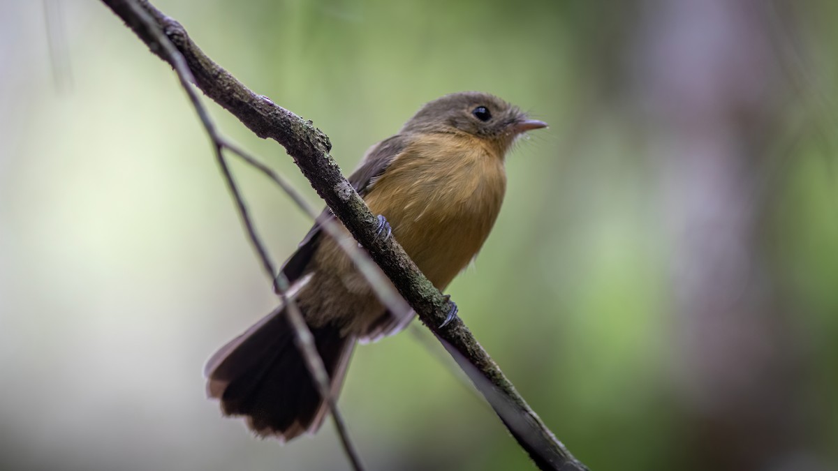 Black-tailed Flycatcher - ML637518422