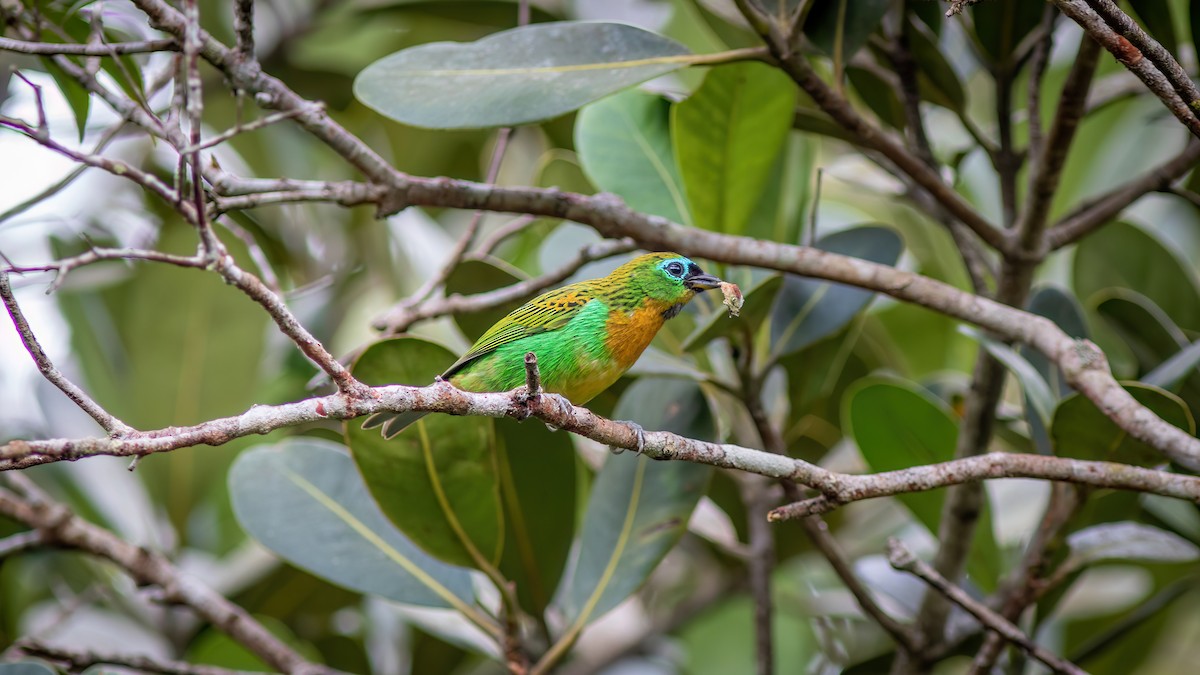 Brassy-breasted Tanager - ML637518425