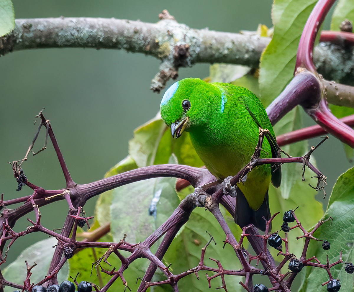 Blue-crowned Chlorophonia - ML637518486