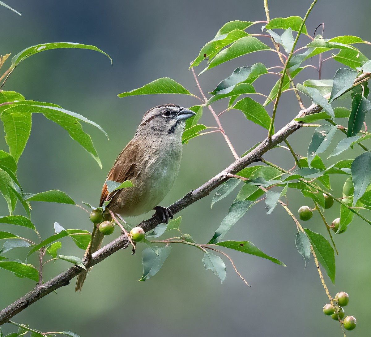 Rusty Sparrow - ML637518496