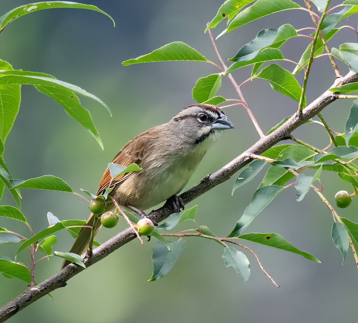 Rusty Sparrow - ML637518503