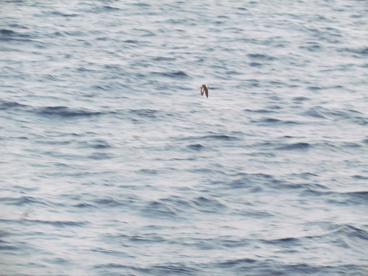Black-capped Petrel - ML637518606