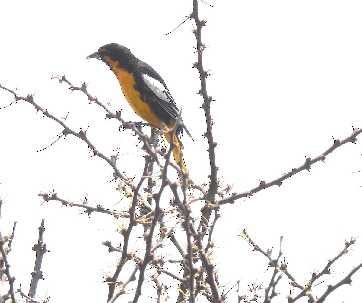 Black-backed Oriole - ML637518616
