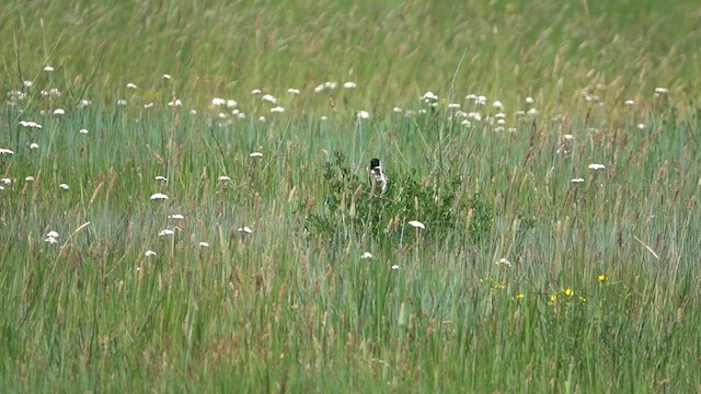 Bobolink - ML637518693