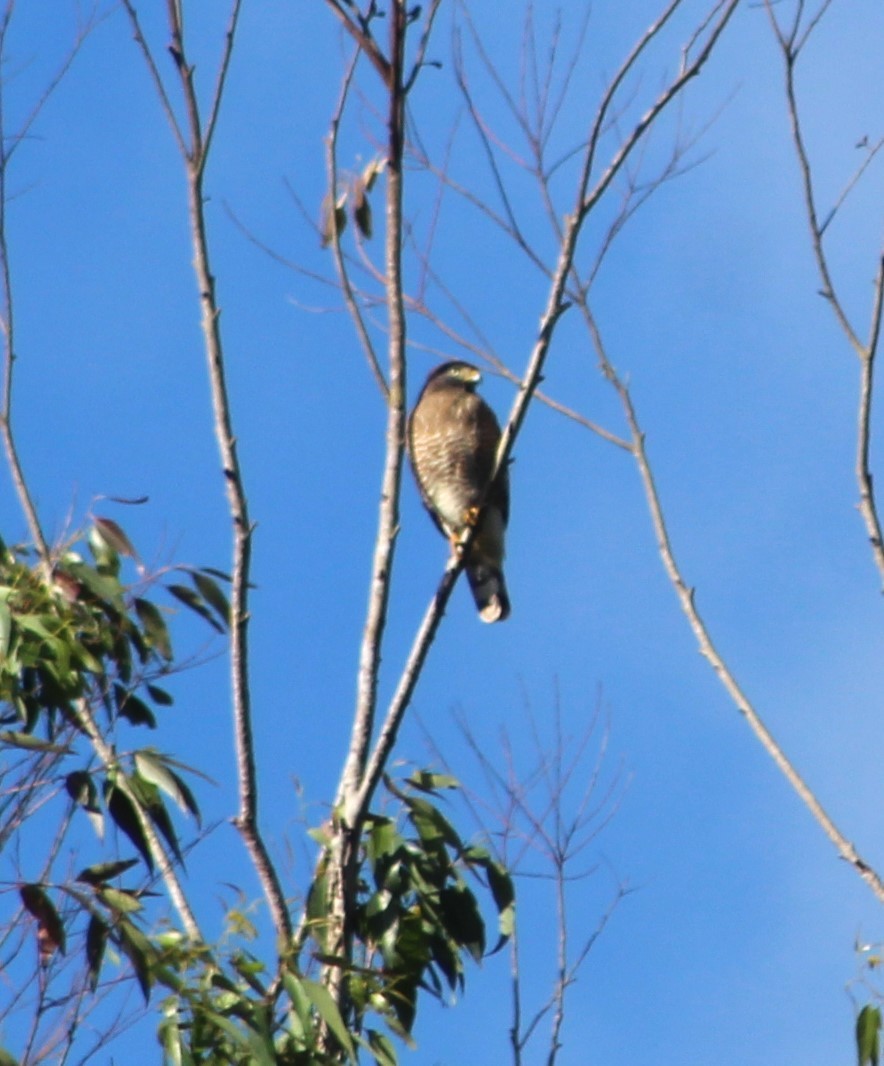 Roadside Hawk - ML637518695