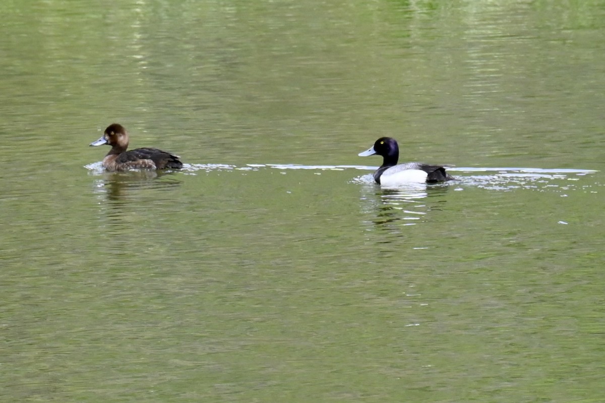 Lesser Scaup - ML637518707