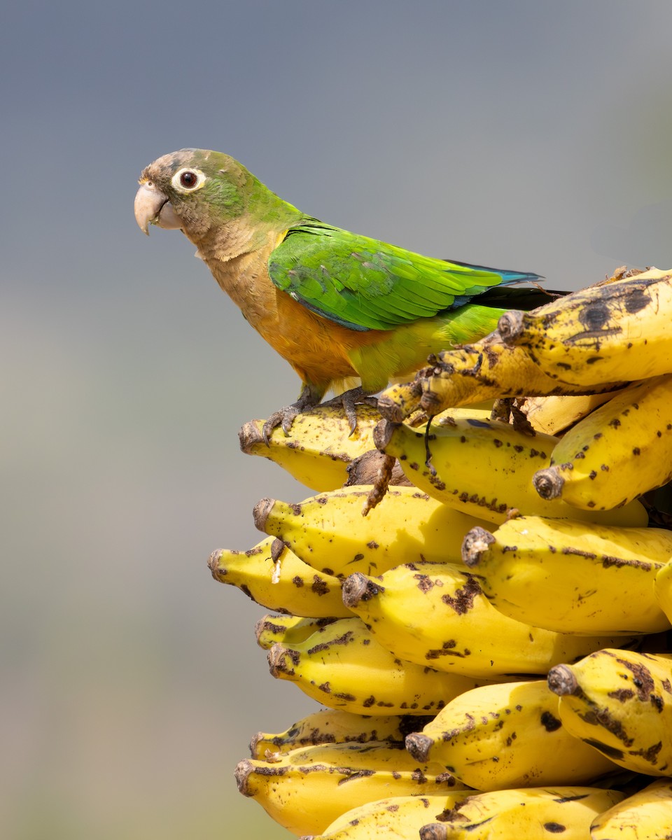 Cactus Parakeet - ML637518709