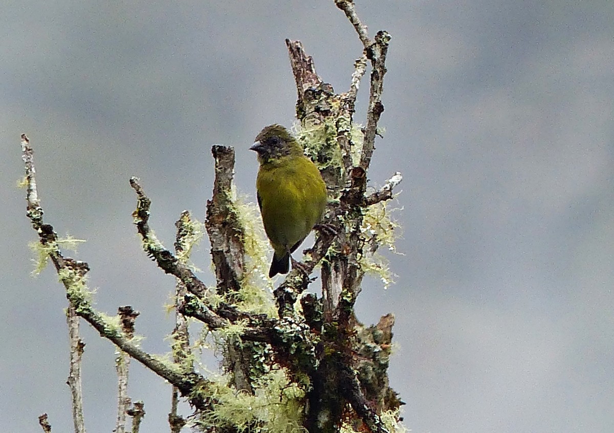 Yellow-bellied Siskin - ML637518710