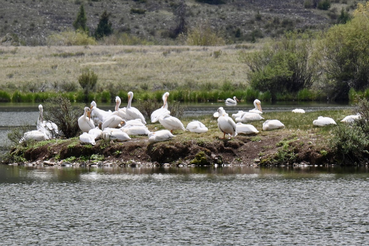 American White Pelican - ML637518727
