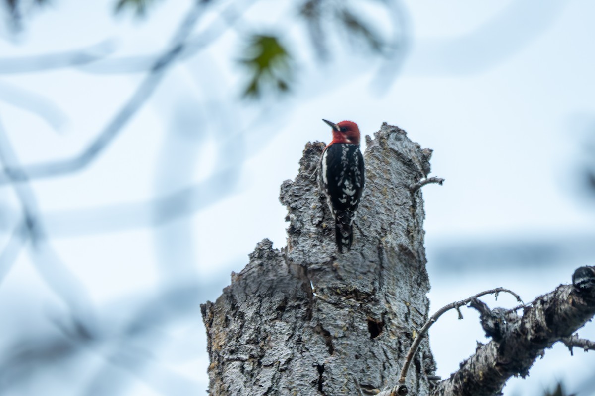 Red-breasted Sapsucker - ML637518757