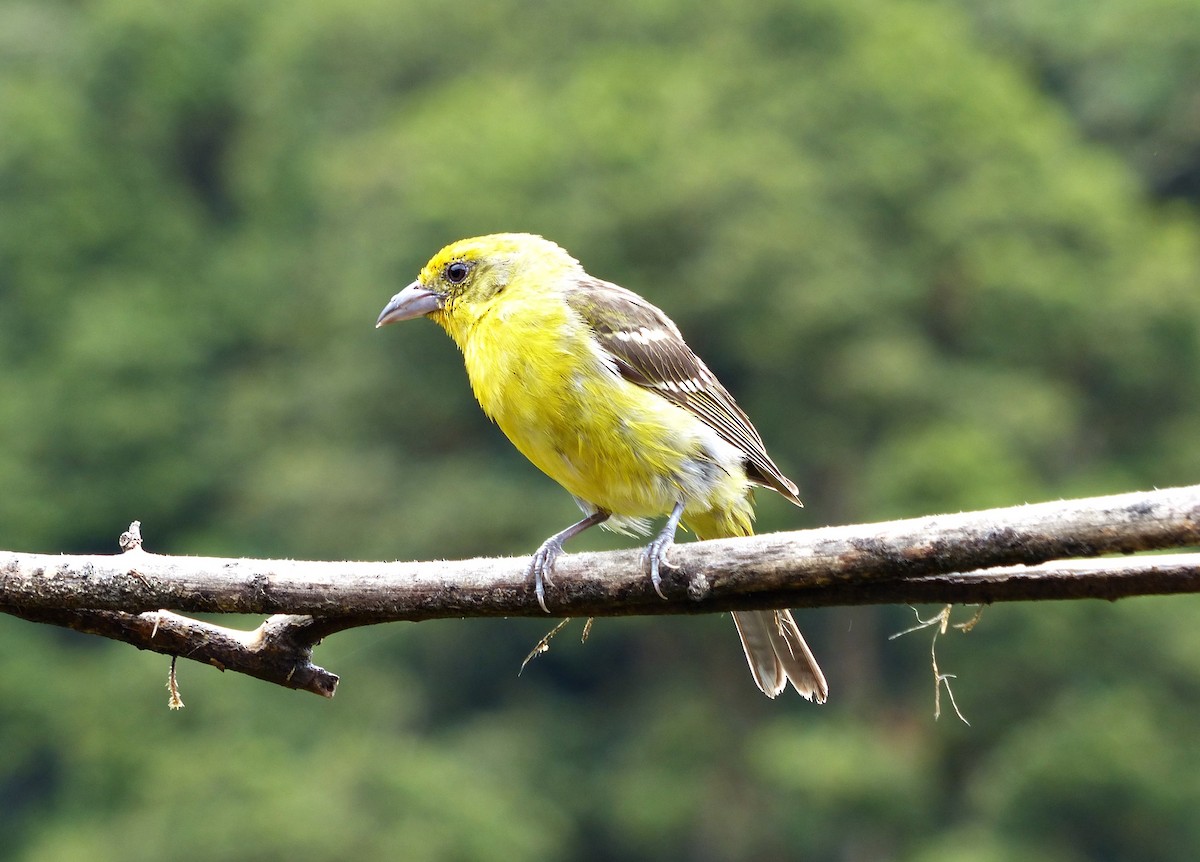 Flame-colored Tanager - ML637518763