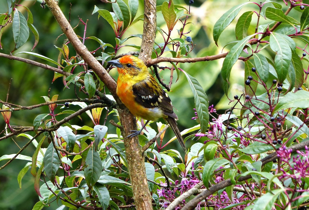 Flame-colored Tanager - ML637518764