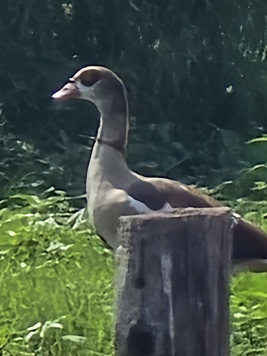 Egyptian Goose - ML637518777