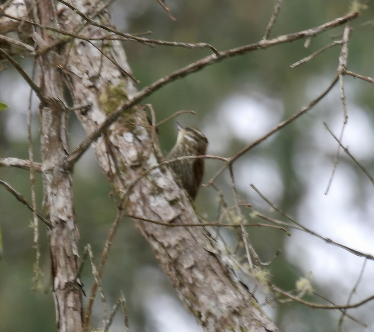 Streaked Xenops - ML637518780