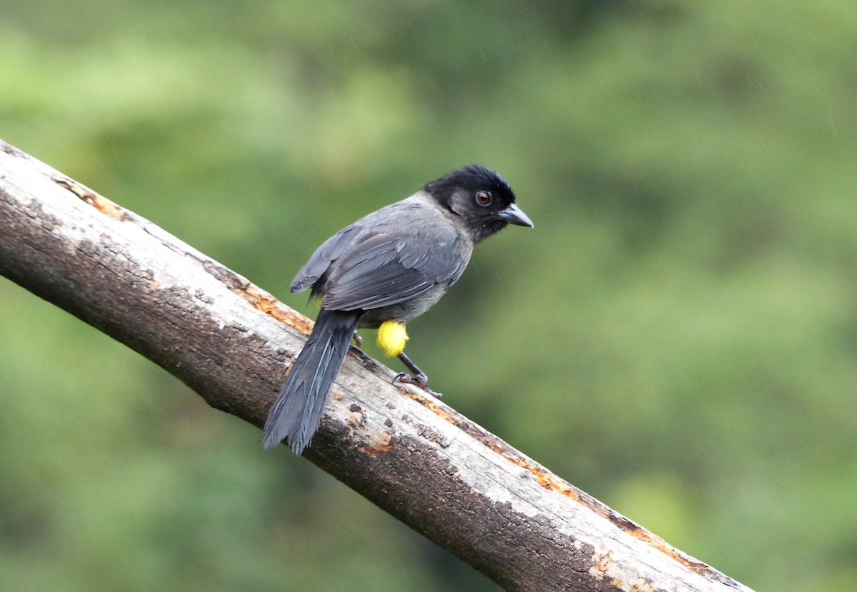 Yellow-thighed Brushfinch - ML637518800