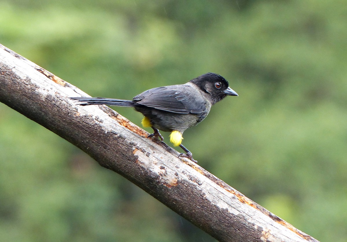 Yellow-thighed Brushfinch - ML637518801