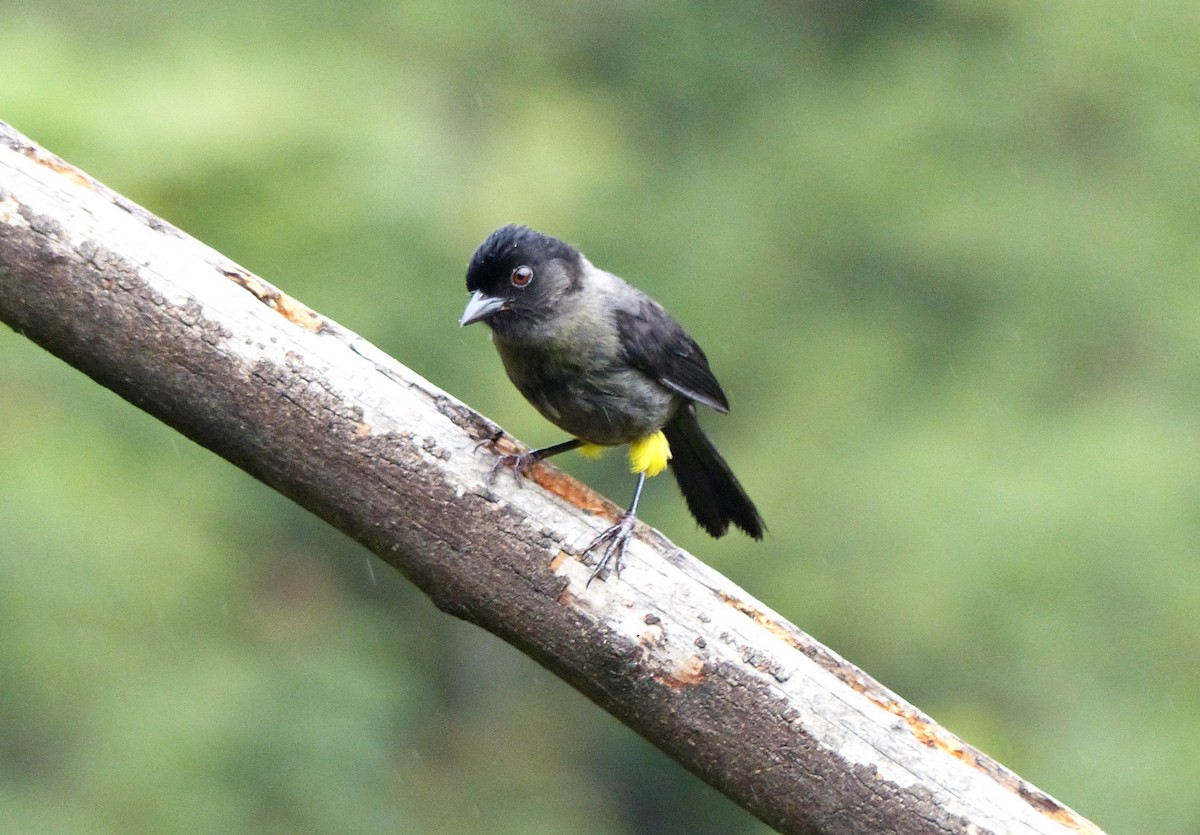 Yellow-thighed Brushfinch - ML637518802