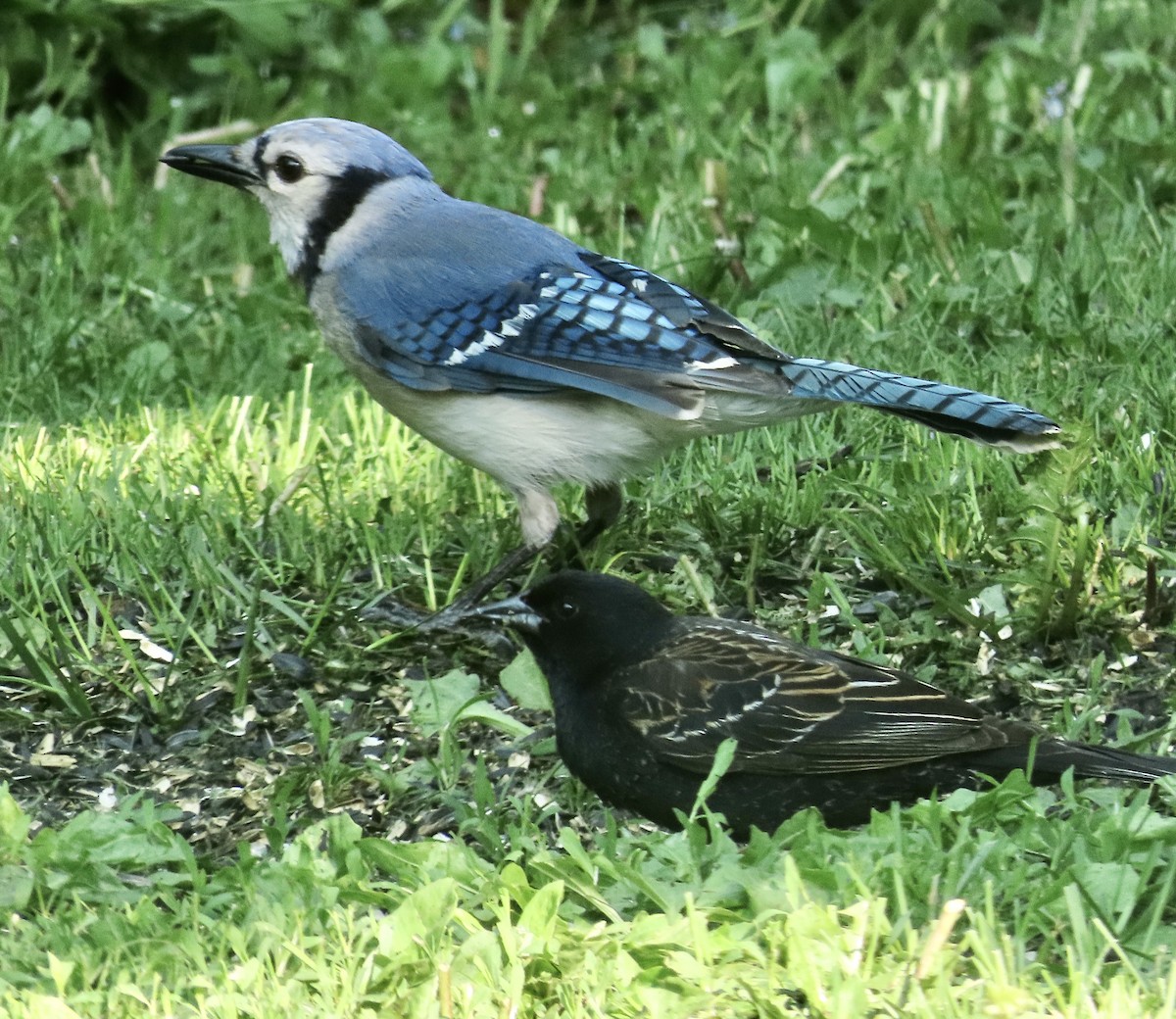 Blue Jay - ML637518825